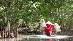 5 Fakta Menarik Pohon Bakau yang Menghasilkan Banyak Oksigen! 17 5 Fakta Menarik Pohon Bakau yang Menghasilkan Banyak Oksigen!