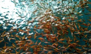 Penebaran Benih Ikan