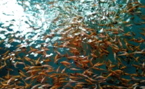 Penebaran Benih Ikan untuk Menjaga Keseimbangan Ekosistem 8 Penebaran Benih Ikan