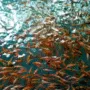 Penebaran Benih Ikan