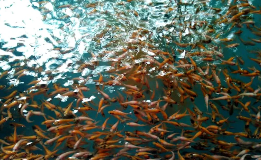 Penebaran Benih Ikan untuk Menjaga Keseimbangan Ekosistem 1 Penebaran Benih Ikan