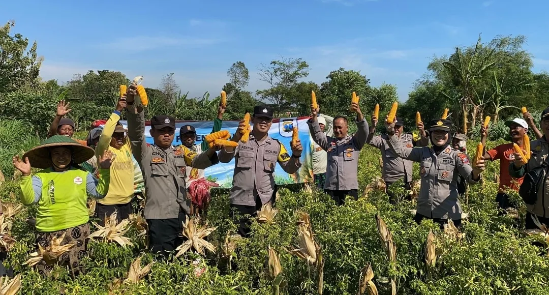 Wujudkan Program Ketahanan Pangan Polres Probolinggo Bersama Kelompok Tani Panen Jagung di Bantaran 1 Wujudkan Program Ketahanan Pangan Polres Probolinggo Bersama Kelompok Tani Panen Jagung di Bantaran