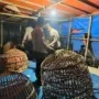 Polres Lamongan Bongkar Arena Judi Sabung Ayam di Dua Lokasi