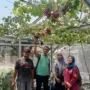 Cabai Rawit Jadi Ajang Kreativitas Petani Urban Surabaya, Sememi Jaya Ikut Unjuk Gigi