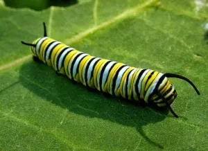 Masalah Kesehatan dan Keamanan Pangan di Program Makan Bergizi Gratis