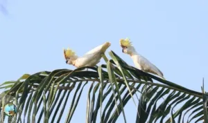 20241007 Pembinaan Habitat dan Monitoring Populasi Kakatua Kecil Jambul Kuning 2