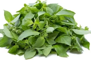 Kemangi: Manfaat Tersembunyi yang Tak Terdengar