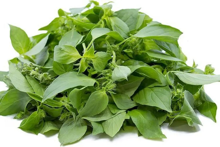 Kemangi: Manfaat Tersembunyi yang Tak Terdengar 1 Kemangi: Manfaat Tersembunyi yang Tak Terdengar