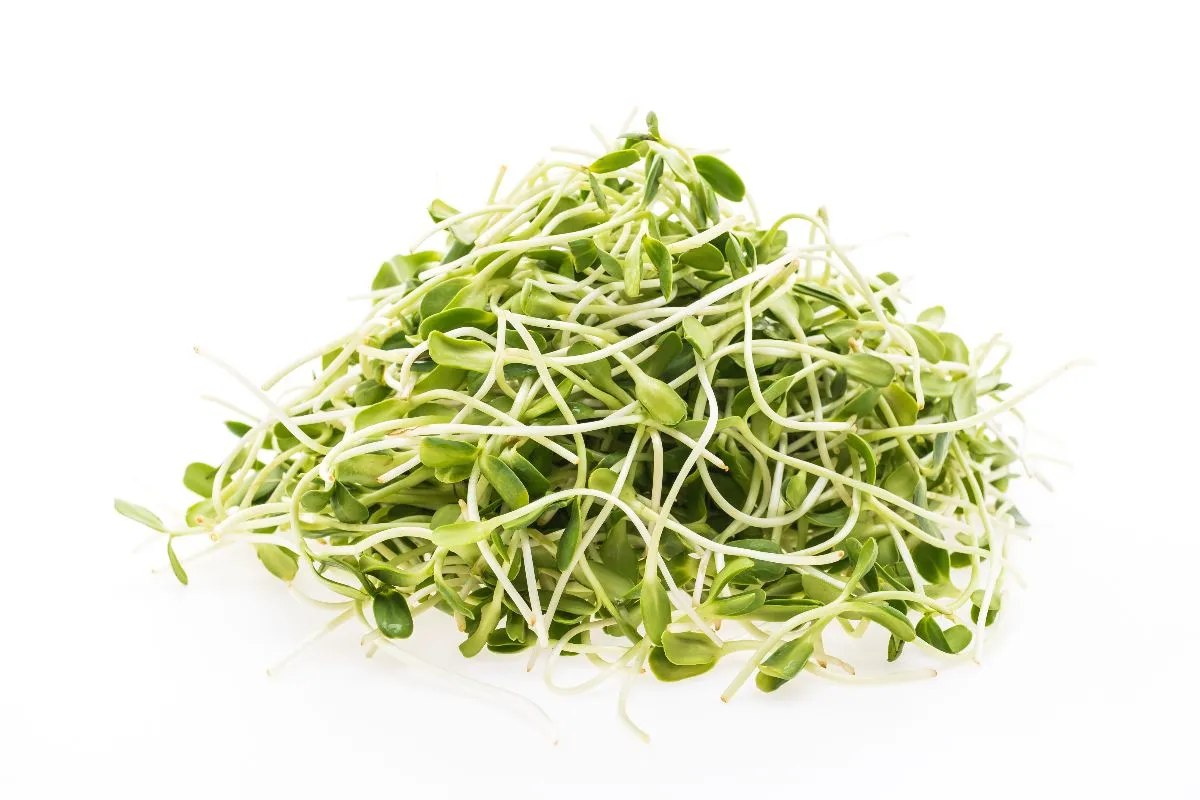 Apakah Tauge Meningkatkan Kesuburan Pria? Ini Fakta Pentingnya 1 Apakah Tauge Meningkatkan Kesuburan Pria? Ini Fakta Pentingnya