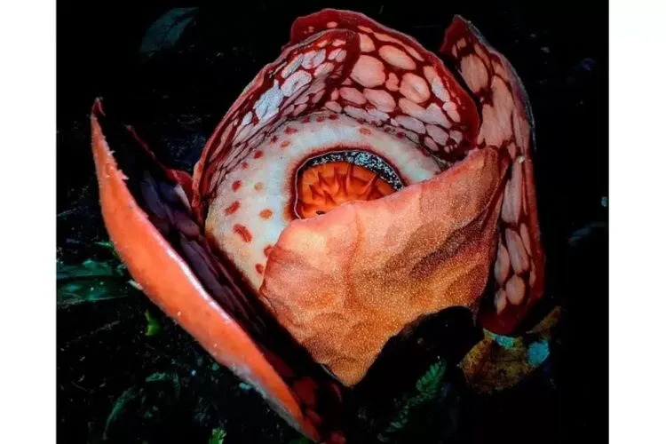 Fakta-fakta Penemuan Rafflesia Hasseltii di Sumatera: Super Langka, Peneliti Nangis Terharu