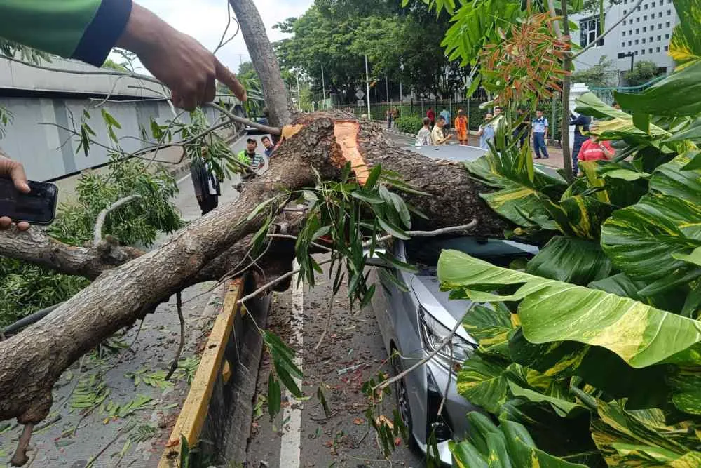 Arsitek Lanskap Soroti Perencanaan Kota Pasca Pohon Tumbang di Jakarta