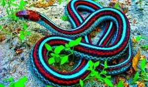 Foto 5 Jenis Ular Yang Sangat Menakjubkan
