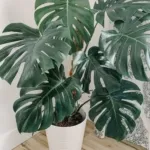 How to Care for a Monstera Deliciosa That Planty Life scaled 1