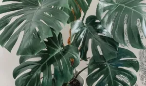 How to Care for a Monstera Deliciosa That Planty Life scaled 1