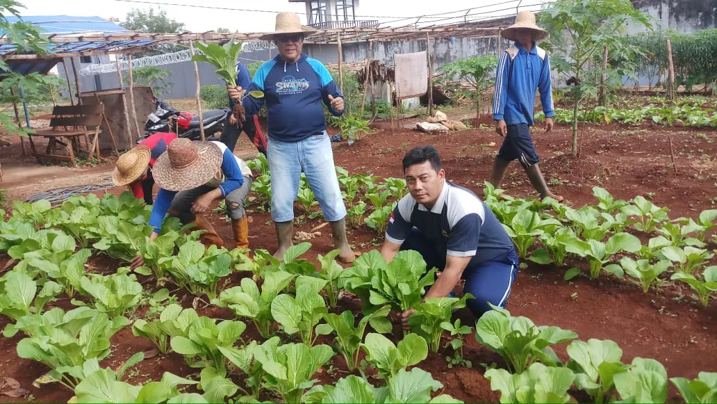 Program Ketahanan Pangan di Rutan Gresik Panen Pepaya dan Terong