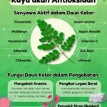 Manfaat Daun Kelor Kaya akan Antioksidan