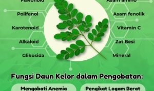 Manfaat Daun Kelor Kaya akan Antioksidan