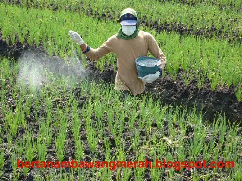 Kebutuhan Petani Situbondo Diperhatikan dengan Pengajuan Pupuk Bersubsidi Tahun 2026 1 Kebutuhan Petani Situbondo Diperhatikan dengan Pengajuan Pupuk Bersubsidi Tahun 2026