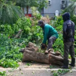 Perampingan Pohon (3) Pemkot Surabaya melakukan peremajaan pohon untuk menghadapi cuaca buruk.