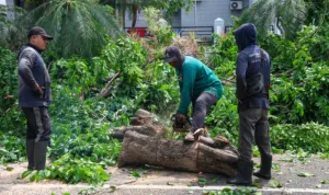 Perampingan Pohon (3) Pemkot Surabaya melakukan peremajaan pohon untuk menghadapi cuaca buruk.