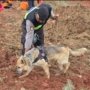 Polri Kerahkan Anjing Pelacak dalam Pencarian Korban Longsor Cilacap