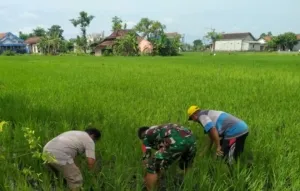 Dorong Peningkatan Produksi Padi, Sertu Feri Dampingi Petani Bersihkan Gulma