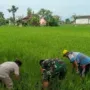 Dorong Peningkatan Produksi Padi, Sertu Feri Dampingi Petani Bersihkan Gulma