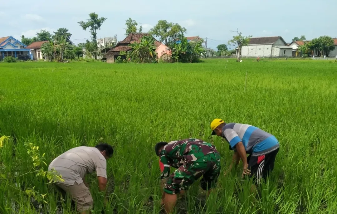 Dorong Peningkatan Produksi Padi, Sertu Feri Dampingi Petani Bersihkan Gulma
