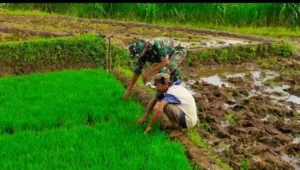 Serda Suharyanto Pantau Perkembangan Benih Padi di Desa Binaan