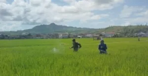 Serka Harko Bantu Petani dalam Penyemprotan Padi