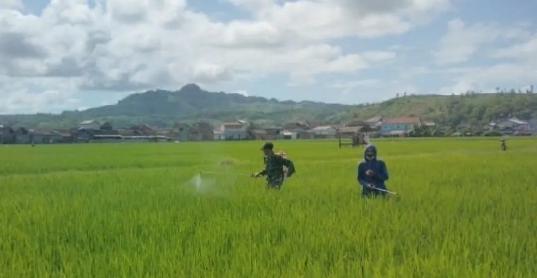 Serka Harko Bantu Petani dalam Penyemprotan Padi