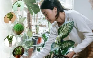 Tanaman Indoor Jadi Tren, Ini Rahasia Perawatannya