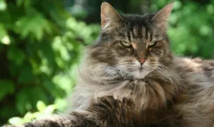 Maine Coon