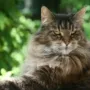 Maine Coon