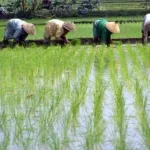 petani