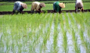petani