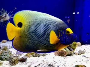 Ikan Berenang dengan Apa? Coba Tebak!