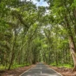 4 warga tersesat di Alas Purwo Banyuwangi