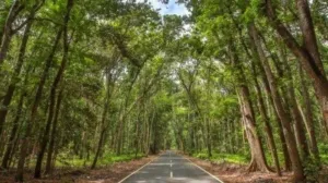 Pencarian Terus Dilakukan untuk Pemancing yang 3 Hari Hilang di Alas Purwo Banyuwangi