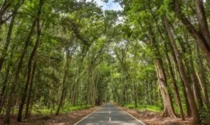 4 warga tersesat di Alas Purwo Banyuwangi