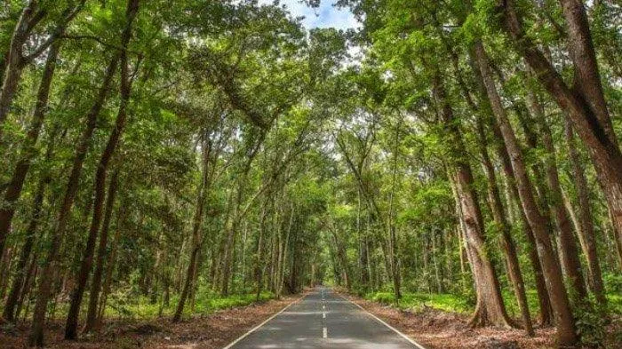 Pencarian Terus Dilakukan untuk Pemancing yang 3 Hari Hilang di Alas Purwo Banyuwangi 1 Pencarian Terus Dilakukan untuk Pemancing yang 3 Hari Hilang di Alas Purwo Banyuwangi