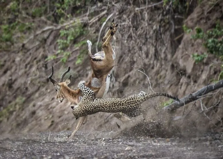 10 Hewan Lucu Tapi Garang Saat Berburu, Jangan Tertipu Penampilannya! 1 10 Hewan Lucu Tapi Garang Saat Berburu, Jangan Tertipu Penampilannya!