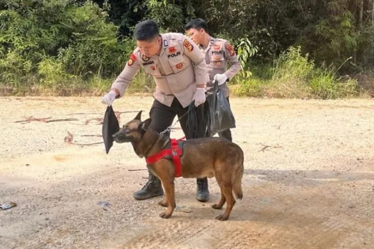Reno, Anjing Pelacak Polda Riau Gugur dalam Penyelamatan Korban Bencana Sumbar