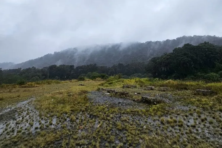Lereng Gunung Slamet Kehilangan Hijau Usai PLTP, Butuh 28 Ribu Pohon 1 Lereng Gunung Slamet Kehilangan Hijau Usai PLTP, Butuh 28 Ribu Pohon