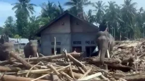 Foto Gajah Bersihkan Sisa Banjir Aceh, Haru Saat Belalainya Angkat Kayu