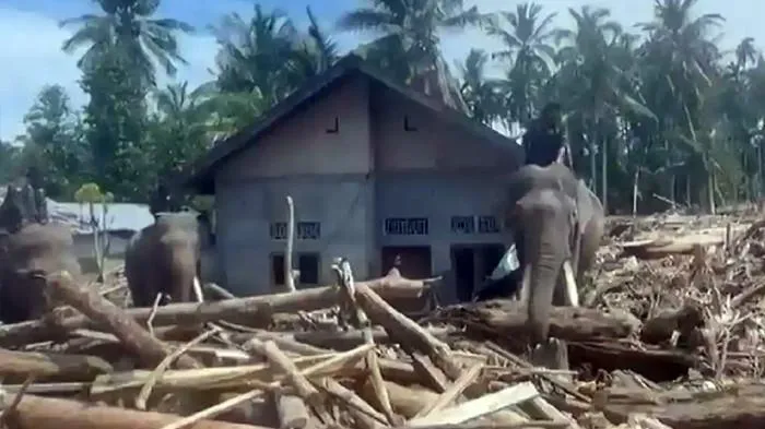 Foto Gajah Bersihkan Sisa Banjir Aceh, Haru Saat Belalainya Angkat Kayu 1 Foto Gajah Bersihkan Sisa Banjir Aceh, Haru Saat Belalainya Angkat Kayu
