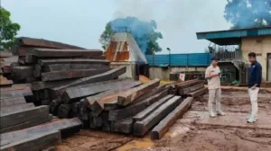 Tersangka Kasus Kayu Phat Ilegal Dilimpahkan Ke Kejari Batam