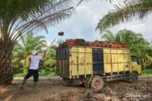 GAPKI: Sertifikasi ISPO-RSPO Bukti Industri Sawit Patuh Lingkungan