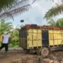 GAPKI: Sertifikasi ISPO-RSPO Bukti Industri Sawit Patuh Lingkungan