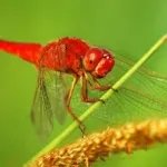 Capung Merah